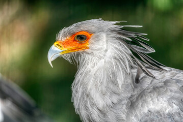 Portrait of the fascinating Secretary bird