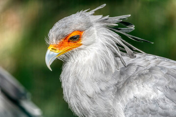 Portrait of the fascinating Secretary bird