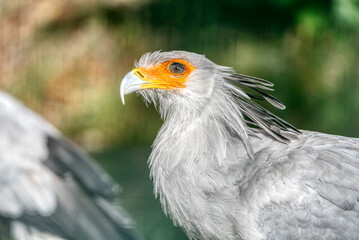 Portrait of the fascinating Secretary bird