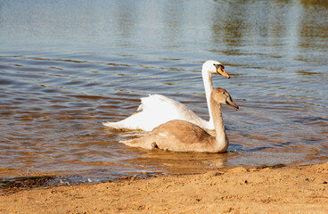Fototapeta premium photo bird, animal, swan, lake, nature, water, swimming, outdoor, pond, elegance, feather, photography, beauty, horizontal, water bird, neck, no people, wing