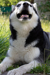 photography, Siberian husky, dog, pet, pedigree, animal, looking, outdoor, mammal, cute, nature, canine, domestic, fur, husky, grass, portrait, purebred, Siberian,