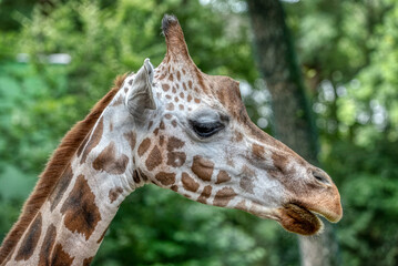 Giraffe head close-up of this animal
