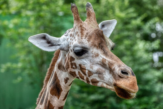 Giraffe head close-up of this animal