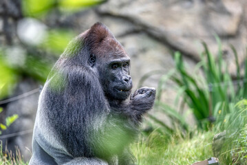 Obraz premium An amazing portrait of an endangered silverback mountain gorilla