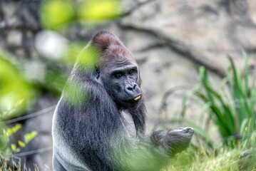 Naklejka premium An amazing portrait of an endangered silverback mountain gorilla