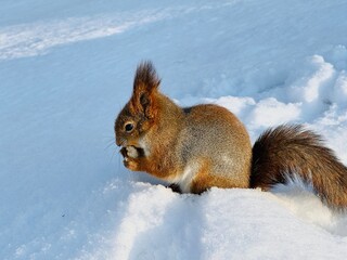 squirrel in snow
