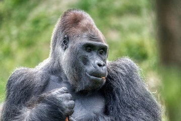 Naklejka premium An amazing portrait of an endangered silverback mountain gorilla