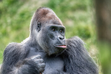 Fototapeta premium An amazing portrait of an endangered silverback mountain gorilla