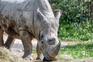 White Rhinoceros Ceratotherium simum Square