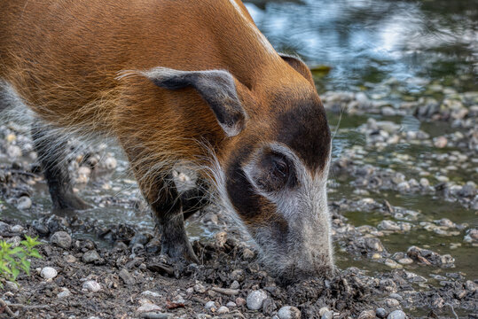 Red River Hog (Potamochoerus porcus)