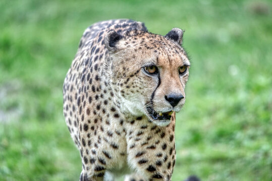 A cheetah, Acinonyx jubatus, in zoo