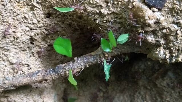 Leafcutter Ants