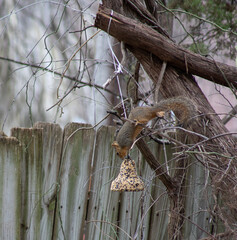 Acrobatic fox squirrel getting into a bird feeder