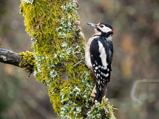 Buntspecht (Dendrocopos major)