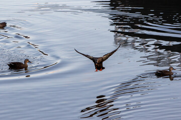 田舎の川に降りようとしたり泳いだりしているカルガモの群れ