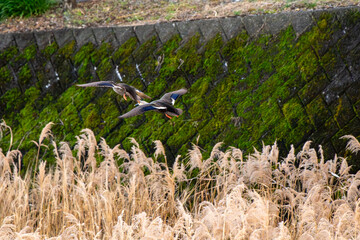 川に降りようとする2羽のカルガモ