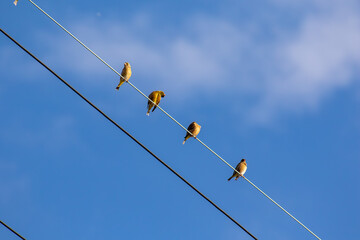 電線に留まるカワラヒワの群れ