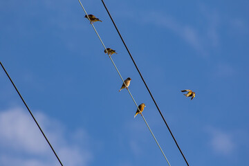 電線に留まるカワラヒワの群れ