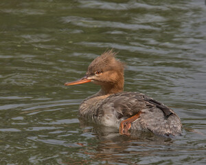 Female red-breasted merganser swimming on a pond.