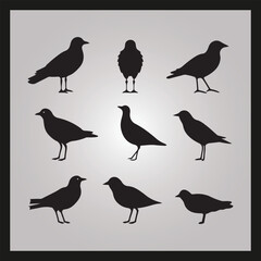 Gull bird silhouette set