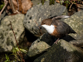 Wasseramsel (Cinclus cinclus)