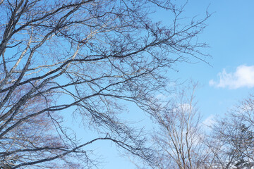 Fototapeta na wymiar Tree without leaves on a snowy day