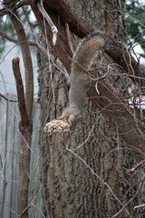 Acrobatic fox squirrel getting into a bird feeder