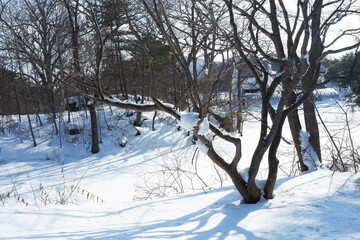 Garden and trees on a snowy day.