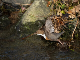 Wasseramsel (Cinclus cinclus)