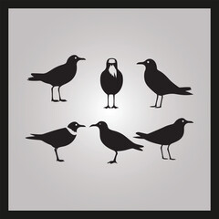 Gull bird silhouette set