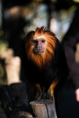 Lion Head Monkey