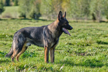 beautiful gray German Shepherd dog in a meadow in Sweden countryside