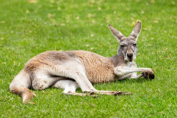 Naklejka na ściany i meble A Kangaroo Island Kangaroo, Macropus fuliginosus fuliginosusliginosus, a sub species of the Western Grey Kangaroo
