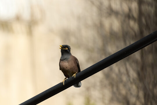 Beautiful Myna Sitting on a Tree Branch.