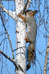 A squirrel sits on a birch tree on a winter day