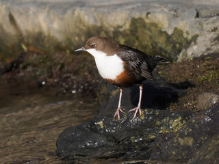 Wasseramsel (Cinclus cinclus)