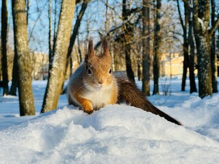 squirrel in the snow