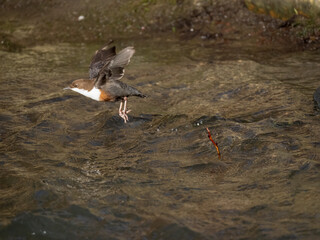 Wasseramsel (Cinclus cinclus)