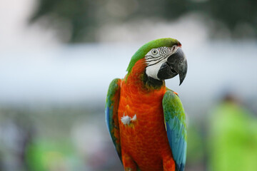 Harlequin Macaw (macaw hybrid) free flying parrot 