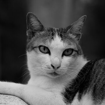 black and white cat portrait