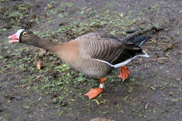 A view of a White Fronted Goose