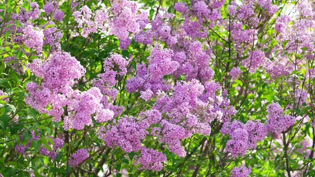 Lilac flowers close-up. Branches of flowering blossoming lilac. Beautiful violet Lilac flower. Nature blooming flowers.
