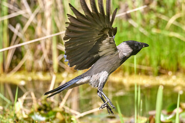 Image of black crow flying on white background.