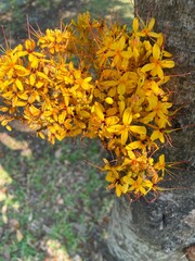 Yellow ashok tree or Yellow Saraca