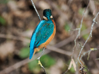 Eisvogel (Alcedo atthis)
