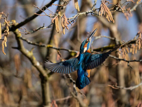 Eisvogel (Alcedo atthis)