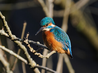 Eisvogel (Alcedo atthis)
