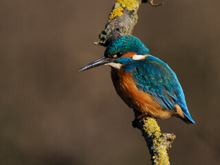 Eisvogel (Alcedo atthis)