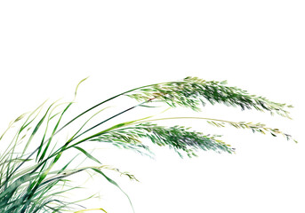 Watercolor painting of green grasses, swaying gracefully, isolated on a white background