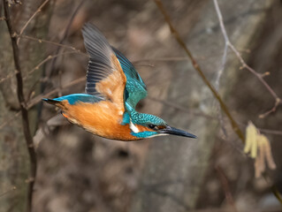 Eisvogel (Alcedo atthis)